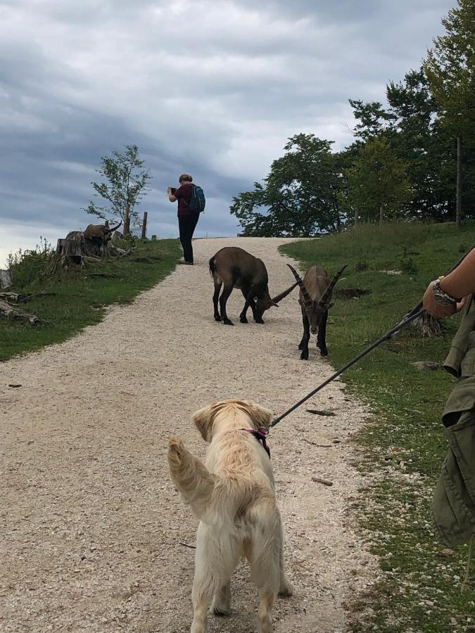 Millies Hosting - Familienurlaub Mit Hund In Kaernten Sankt Paul im Lavanttal Ngoại thất bức ảnh